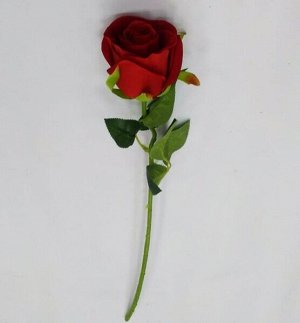 Бархатная роза