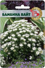 Астра китайская Бамбина Вайт 20 шт.Компактное, но объемное растение.