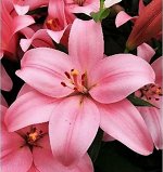Лилия Чайковский, 12/14, ЛА