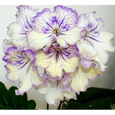 Живые цветы разных сортов — Стрептокарпусы отечественной селекции. ДЕТКИ
