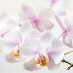 Орхидеи. Все цветущие