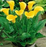 Калла (Zantedeschia) Блэк Мэджик, 12/14