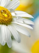 Фотообои Роса на ромашке