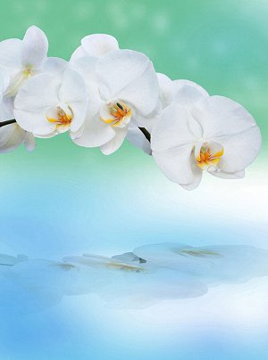 Фотообои Орхидея с отражением