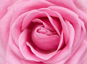 Фотообои Розовая роза