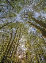 Фотообои Под деревьями