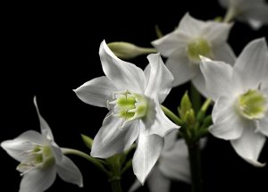 Фотообои Белые цветы