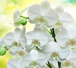 Фотообои Белые орхидеи
