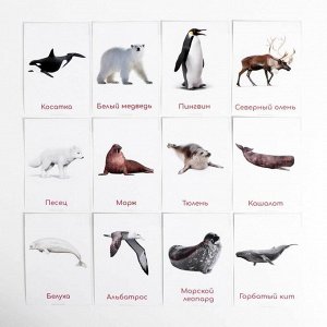 Обучающие карточки по методике Глена Домана «Животные Северного и Южного полюсов», 12 карт, А6, в коробке