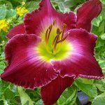 Лилейник (Hemerocallis) Франсис оф Ассис, I