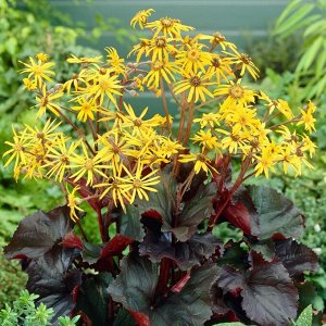 Бузульник (Ligularia) Бритт Мари Кроуфорд (hybr.), I