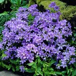 Колокольчик (Campanula) Бордер Блюз (hybr.), I