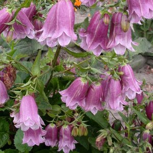 Колокольчик (Campanula) Панталунс (punctata), I