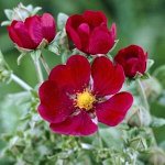 Лапчатка (Potentilla) Рэд Джиант , I