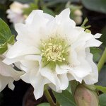 Морозник (Helleborus) Дабл Эллен Уайт, I