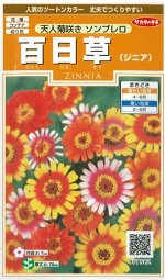 Zinnia - Цинния