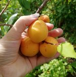 Абрикос Хабаровский