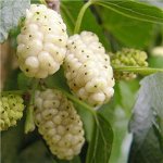 Шелковица (Тутовник) Белая медовая