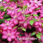 Клематис Виль Де Лион (1уп/2шт)