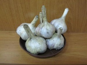Чеснок Яровой Флавор
