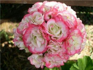 пеларгония Apple Blossom Rosebud