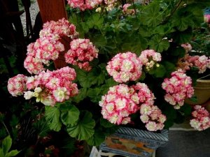 пеларгония Apple Blossom Rosebud