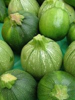 Тинторетто цуккини Плазма кабачок