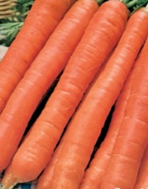 Самсон (крупный корнеплод)1г  Плазмас морковь