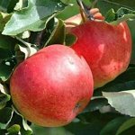 Яблоня &quot;Авангард&quot;, саженцы