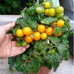 Элитные сорта томатов, перцев, и других культур В наличии