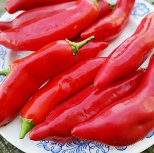 Ягодный Перец Баккатум КАП 455 — Baccatum Pepper CAP 455