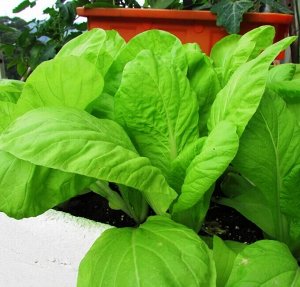 Японская Салатная Капуста — Хакусай (散葉小白菜)