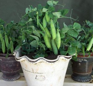 Горох Мальчик С Пальчик — Tom Thumb Pea