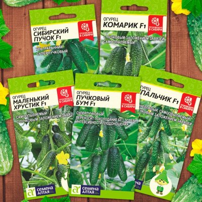 Потрясающие сорта огурцов от Семена Алтая!