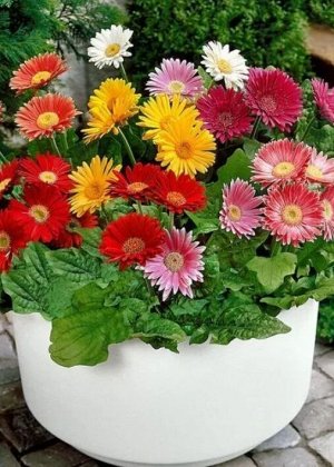 Гербера Лучики 0,05г Г выводим