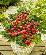 Балконное чудо 0,1г НОВИНКА ПФ томат