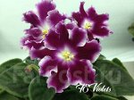 Фиалка НД-Столичная Штучка