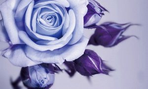 3D Фотообои  «Сиреневая роза»