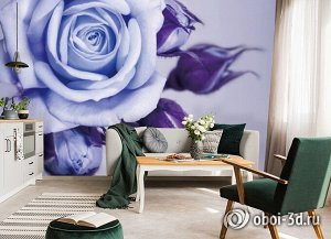 3D Фотообои  «Сиреневая роза»