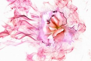 Фотообои Перламутровая роза в розовой дымке