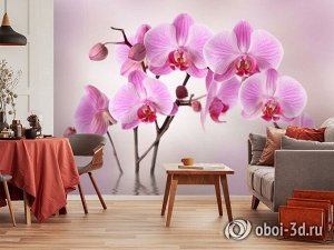 3D Фотообои «Розовая орхидея над водой»