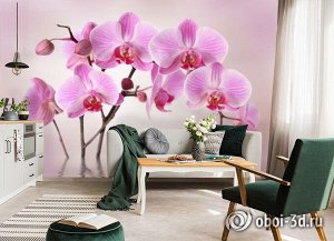 3D Фотообои «Розовая орхидея над водой»