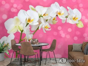 3D Фотообои «Белая орхидея на розовом фоне»