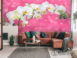3D Фотообои «Белая орхидея на розовом фоне»