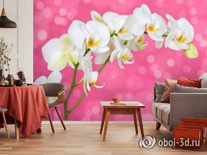 3D Фотообои «Белая орхидея на розовом фоне»