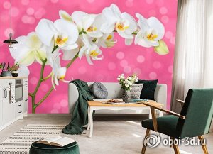 3D Фотообои «Белая орхидея на розовом фоне»
