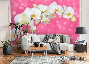 3D Фотообои «Белая орхидея на розовом фоне»