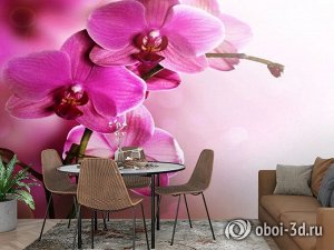 3D Фотообои «Розовая орхидея на нежном фоне»