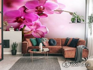 3D Фотообои «Розовая орхидея на нежном фоне»