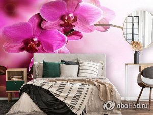 3D Фотообои «Розовая орхидея на нежном фоне»